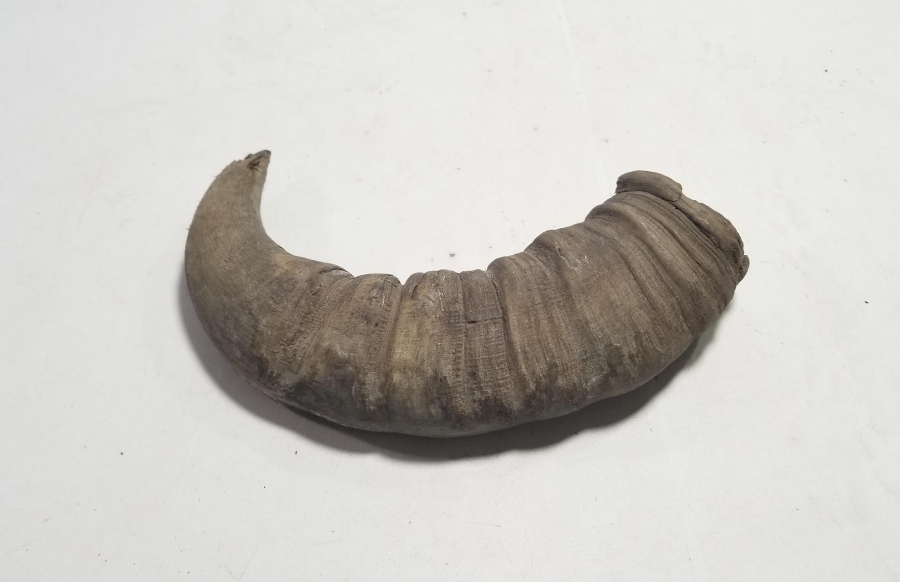 MANDA BOYNUZUNDAN YAPILMIŞ OSMANLI DÖNEMİ KAĞNI YAĞDANLIĞI