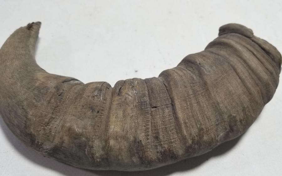 MANDA BOYNUZUNDAN YAPILMIŞ OSMANLI DÖNEMİ KAĞNI YAĞDANLIĞI