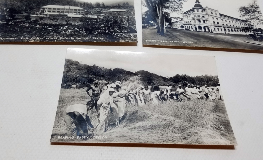 1900 BAŞLARI NADİR CEYRON KARTPOSTALLAR