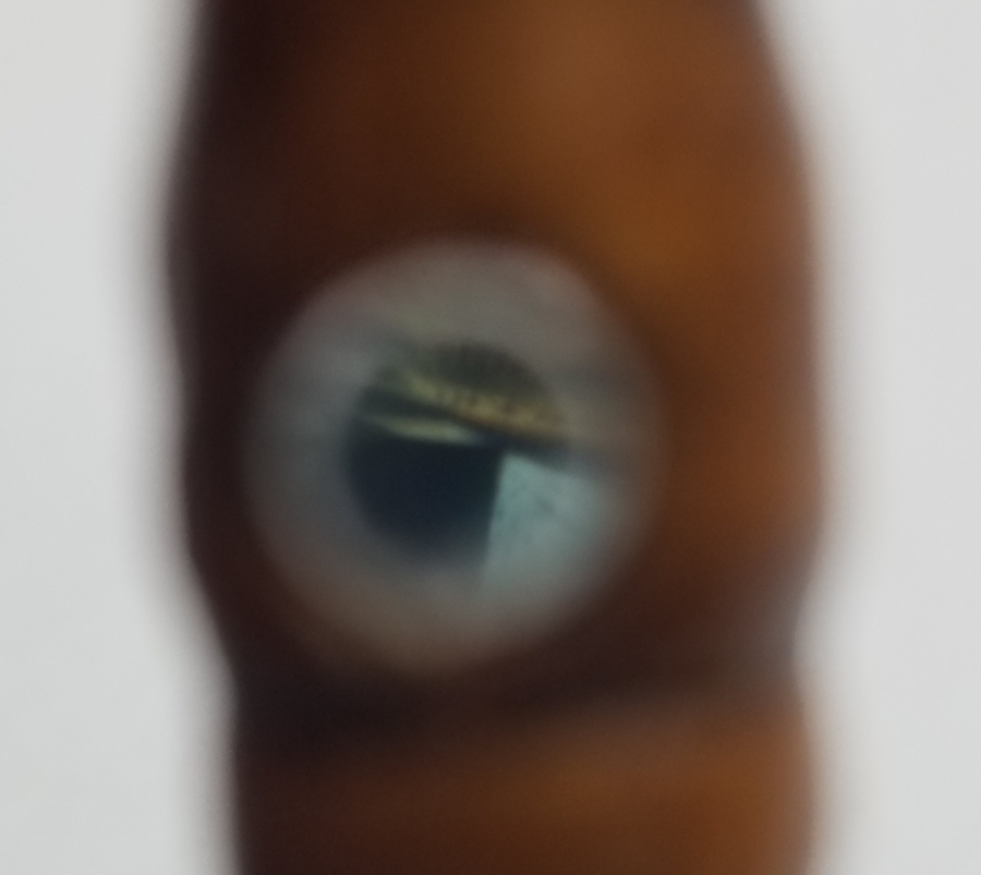 İÇİNDE KABE-İ ŞERİF GÖRSELİ BULUNAN MİKRO RESİMLİ ANTİKA NAMAZ TESPİHİ