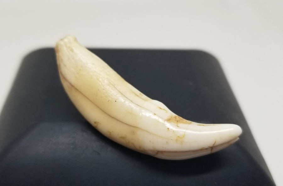 TILSIM KOLYELERDE KULLANILAN ANADOLU ŞAMAN KÜLTÜRÜ OSMANLI KURT DİŞİ