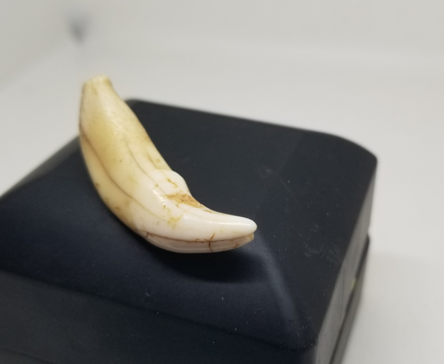 TILSIM KOLYELERDE KULLANILAN ANADOLU ŞAMAN KÜLTÜRÜ OSMANLI KURT DİŞİ