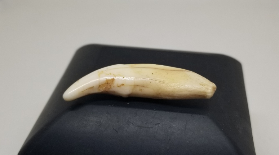 TILSIM KOLYELERDE KULLANILAN ANADOLU ŞAMAN KÜLTÜRÜ OSMANLI KURT DİŞİ