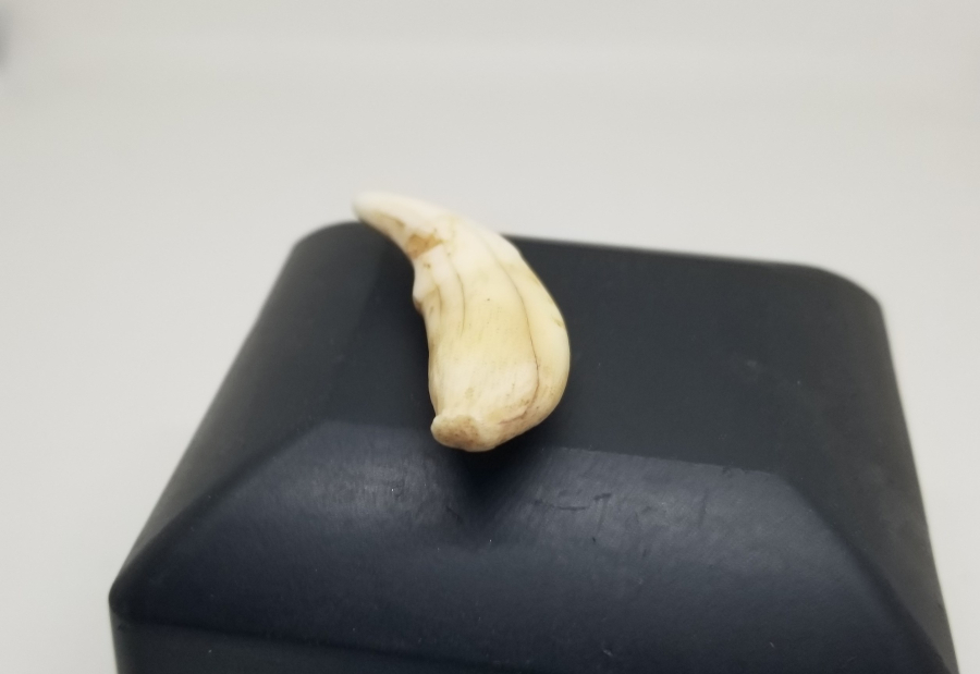 TILSIM KOLYELERDE KULLANILAN ANADOLU ŞAMAN KÜLTÜRÜ OSMANLI KURT DİŞİ