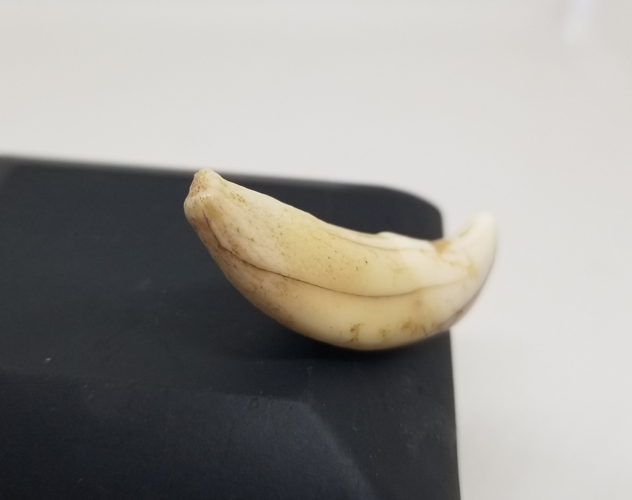 TILSIM KOLYELERDE KULLANILAN ANADOLU ŞAMAN KÜLTÜRÜ OSMANLI KURT DİŞİ