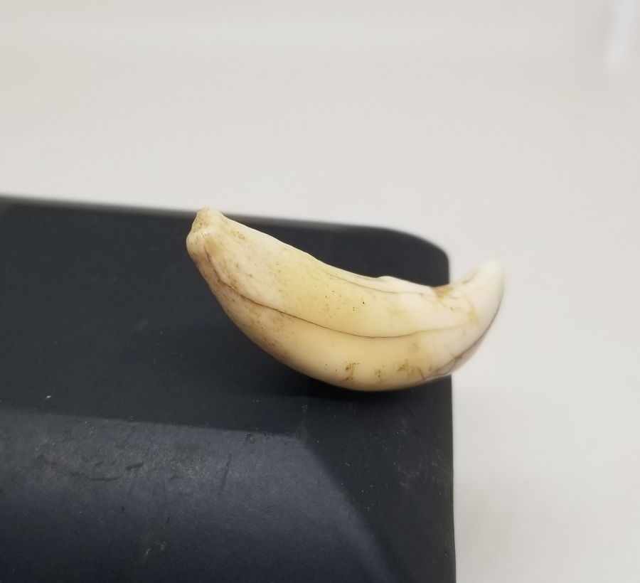 TILSIM KOLYELERDE KULLANILAN ANADOLU ŞAMAN KÜLTÜRÜ OSMANLI KURT DİŞİ