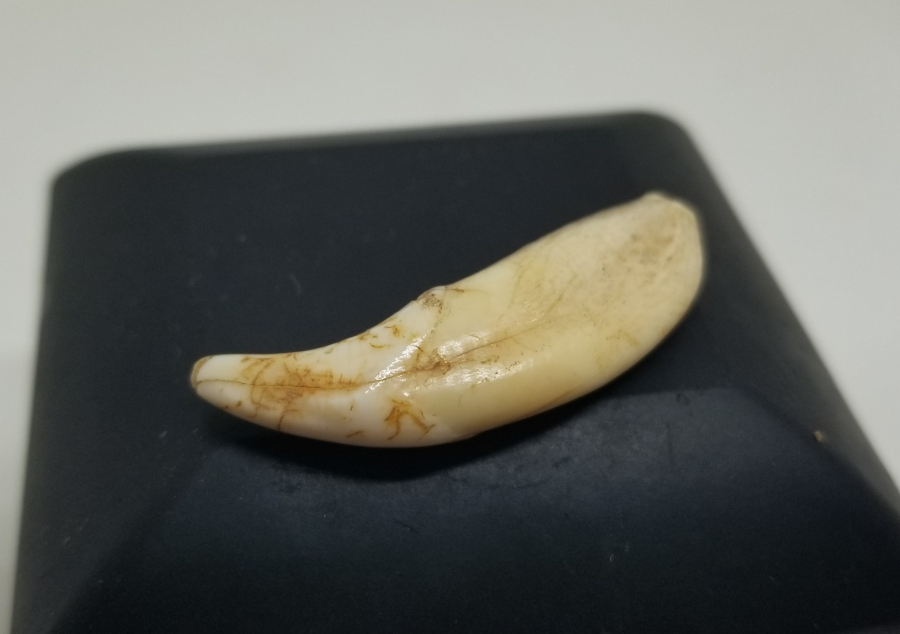 TILSIM KOLYELERDE KULLANILAN ANADOLU ŞAMAN KÜLTÜRÜ OSMANLI KURT DİŞİ