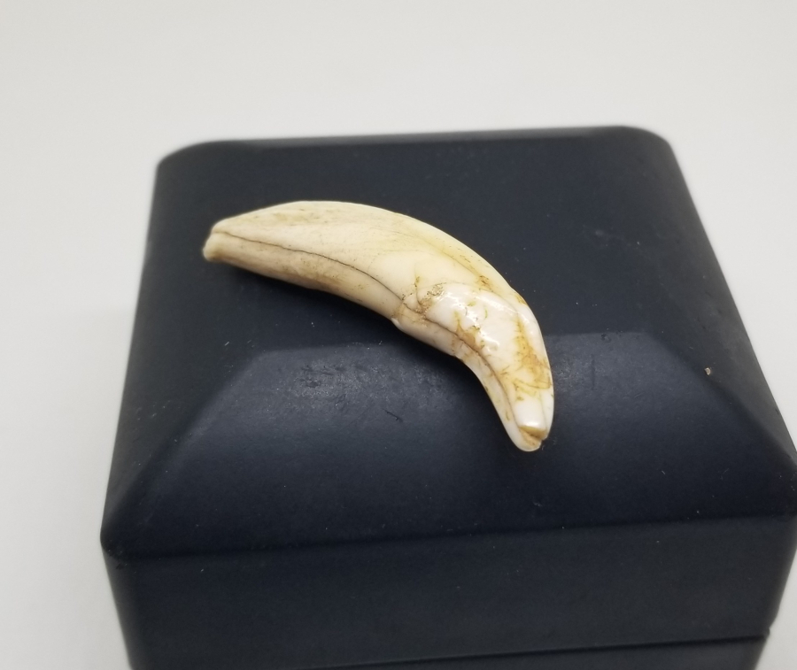 TILSIM KOLYELERDE KULLANILAN ANADOLU ŞAMAN KÜLTÜRÜ OSMANLI KURT DİŞİ