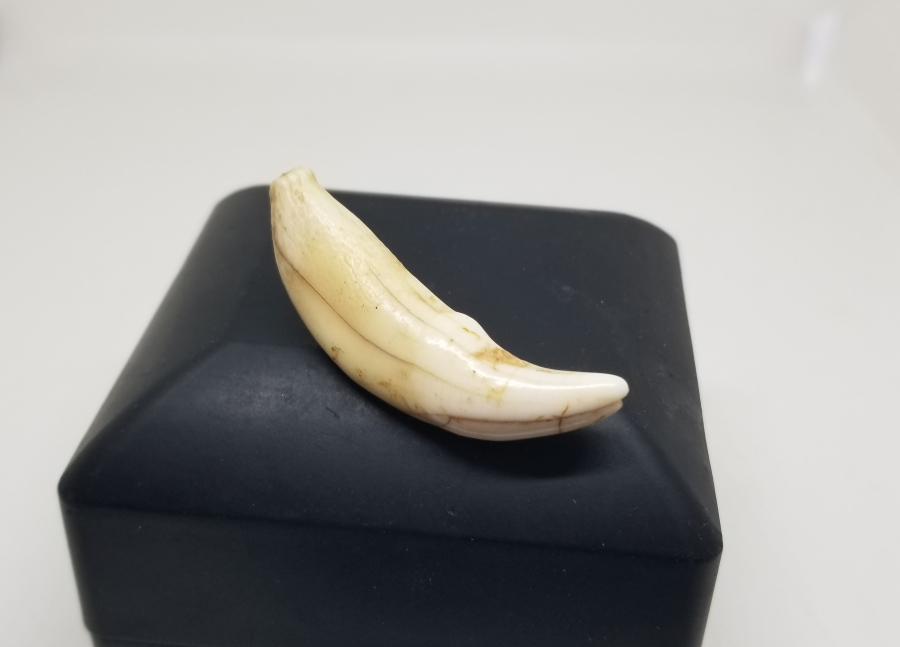 TILSIM KOLYELERDE KULLANILAN ANADOLU ŞAMAN KÜLTÜRÜ OSMANLI KURT DİŞİ