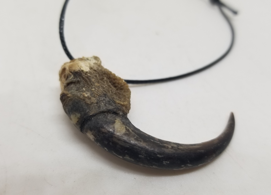 ŞAHİN PENÇESİNDEN YAPILMIŞ ÖZEL YAPIM KOLYE