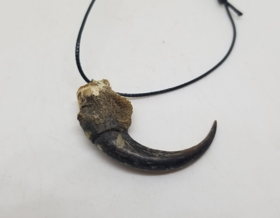 ŞAHİN PENÇESİNDEN YAPILMIŞ ÖZEL YAPIM KOLYE