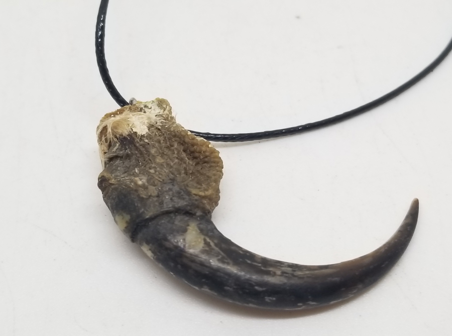 ŞAHİN PENÇESİNDEN YAPILMIŞ ÖZEL YAPIM KOLYE