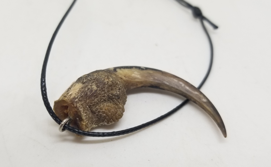 ŞAHİN PENÇESİNDEN YAPILMIŞ ÖZEL YAPIM KOLYE