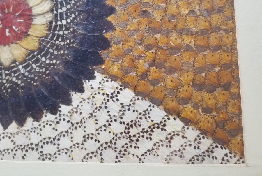 KELEBEK KANATLARINDAN YAPILMIŞ ÖZEL YAPIM PANO