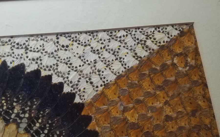 KELEBEK KANATLARINDAN YAPILMIŞ ÖZEL YAPIM PANO