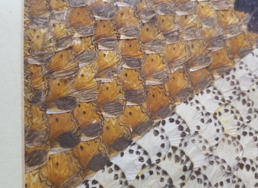 KELEBEK KANATLARINDAN YAPILMIŞ ÖZEL YAPIM PANO