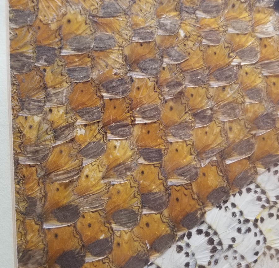 KELEBEK KANATLARINDAN YAPILMIŞ ÖZEL YAPIM PANO