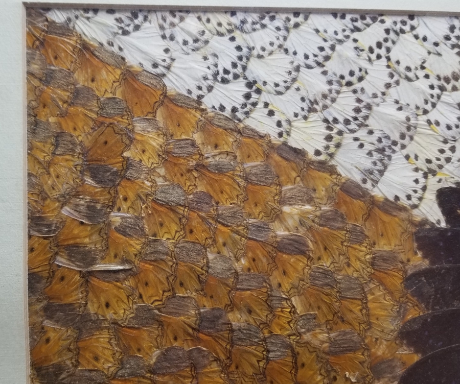 KELEBEK KANATLARINDAN YAPILMIŞ ÖZEL YAPIM PANO