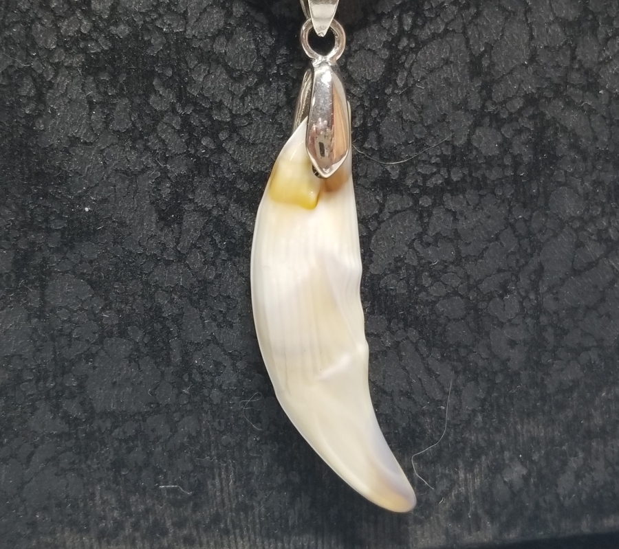 KURT DİŞİNDEN YAPILMIŞ ÖZEL YAPIM KOLYE